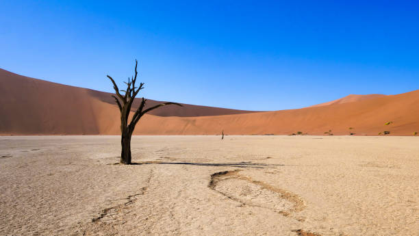 Sossusvlei and Deadvlei - The highest sand dunes of the worldNamib Naukluft, Sossusvlei / Namibia. stock photo