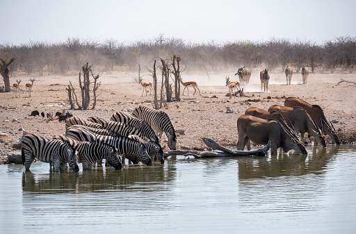 Wildlife (zebra, antilope, oryx) at a waterpool in Namibia in Etosha Heights.