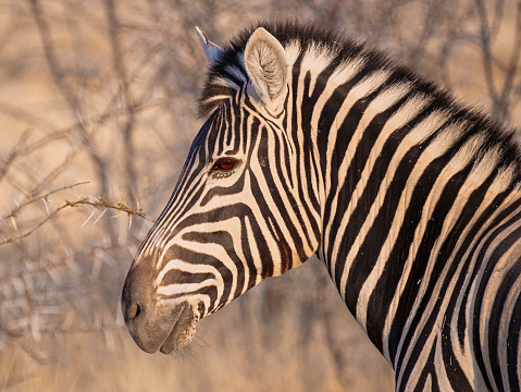 Zebra , isolated on white