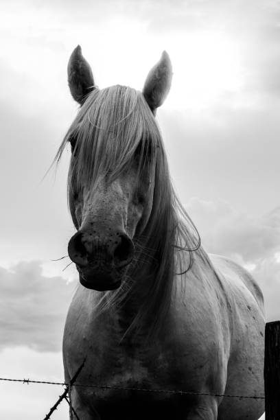 istock camargue horse portrait 1471639917