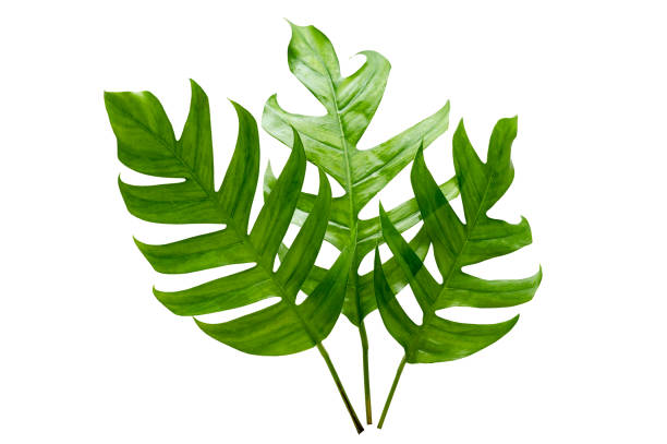 istock tropical jungle monstera leaves isolated on a white background 1471641389