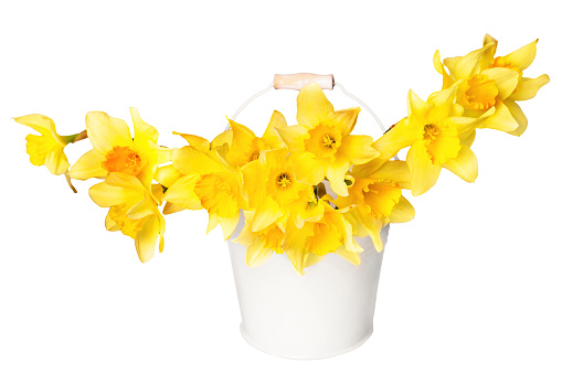 Beautiful bouquet of fresh yellow daffodils placed in a white bucket against a clean white background.