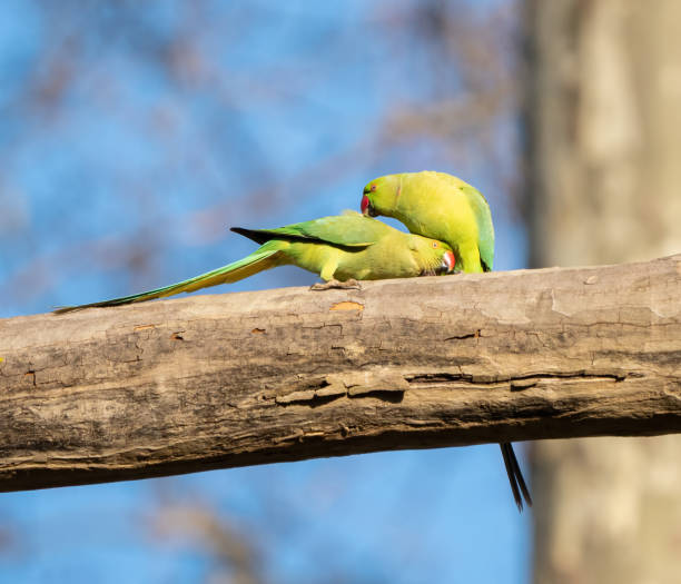 istock Parakeets on a dead plane tree , Rome Italy 1471641959