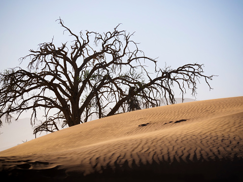 Deadvlei and the sand dunes of Namibia.