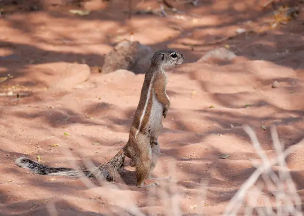 A groundsquirrel (African ground squirrels (genus Xerus) in the desert of Namibia