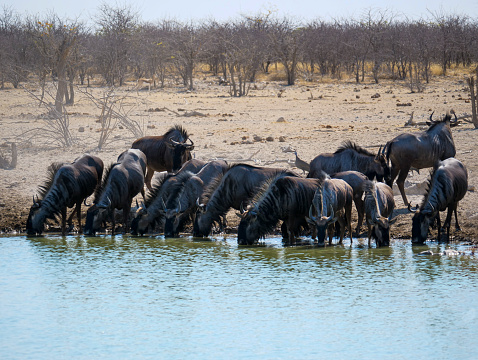 Wildebeest at a waterhole