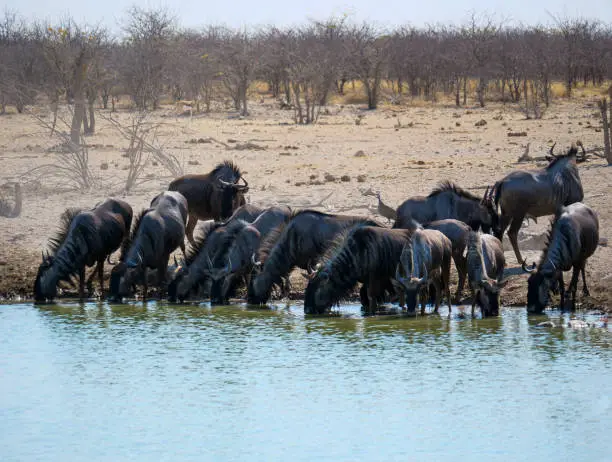 Photo of Wildebeest at a waterhole in Namibia