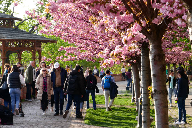 ブダペストハンガリーの桜が咲くブダ城の歩道 - buda ストックフォトと画像