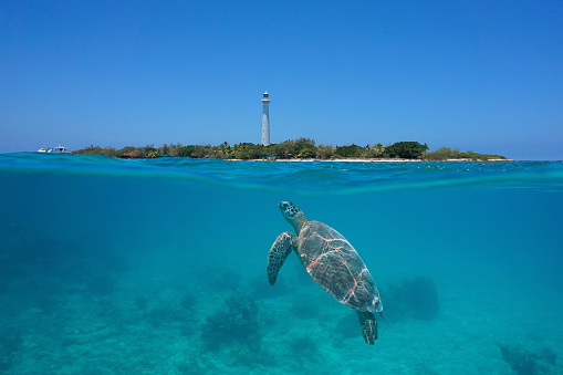 Island with a lighthouse and a sea turtle underwater, split level view over and under water surface,  south Pacific ocean, New Caledonia, Oceania