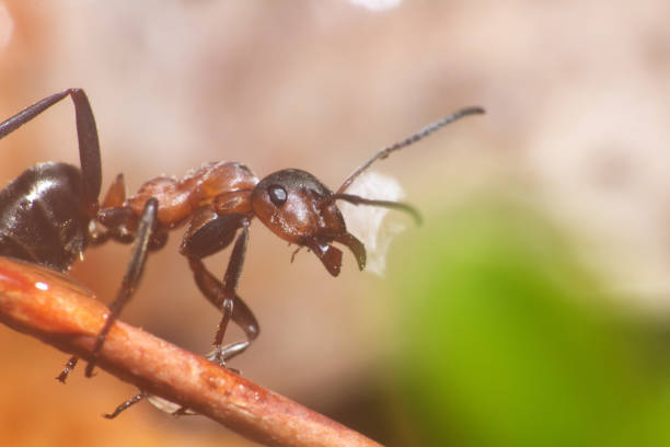 istock one insect, the ant portrait 1471645523