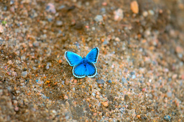 Butterfly silver-studded blue (Lycaena argus, Plebeius argus) sucks moisture on wet sand, celestial butterfly