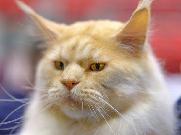Maine Coon majestic looking cat