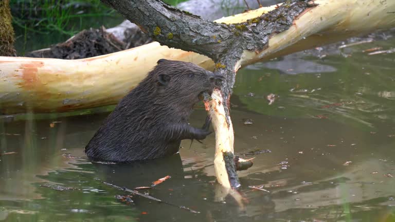 Beavers Using Trees 970+ Beaver Tree Stock Videos and Royalty-Free Footage - iStock