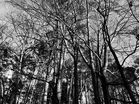 Bare winter trees in black and white