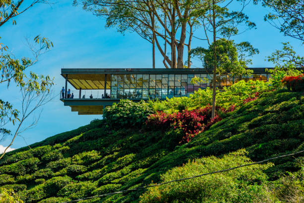 Cameron Highlands, Malaysia - 2023: BOH Tea Centre is a tea plantation located in Cameron Highlands. One of largest tea producers in Malaysia, known for its high-quality tea leaves and scenic views.