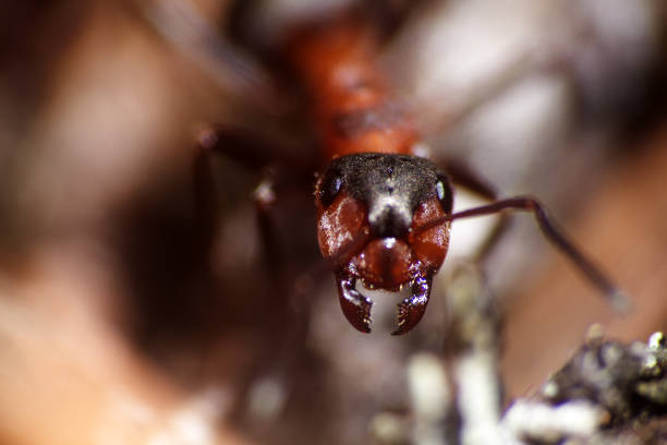 world microcosm of insects not visible to the eye. one insect, the ant portrait