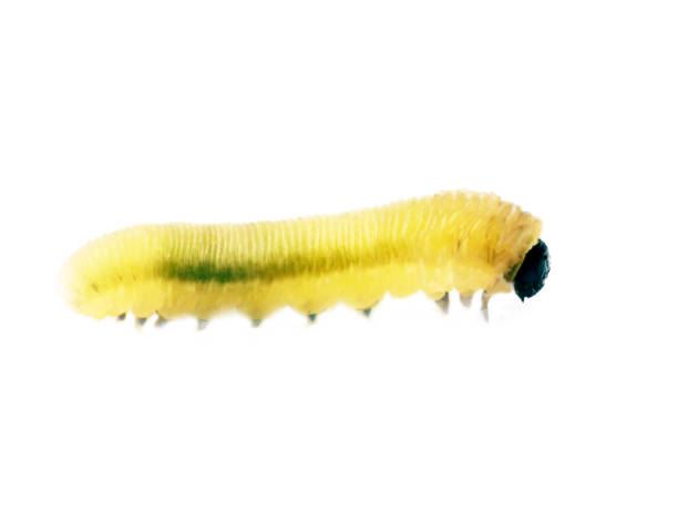 istock Bright green caterpillar close-up 1471649325