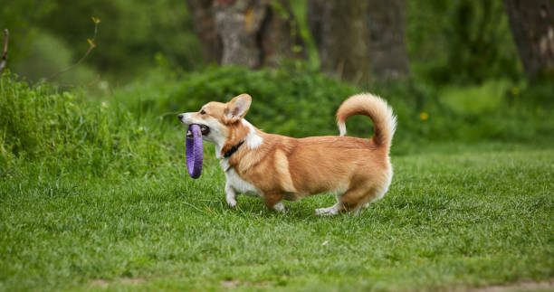 istock Happy Welsh Corgi Pembroke dog playing with puller in the spring park 1471650475