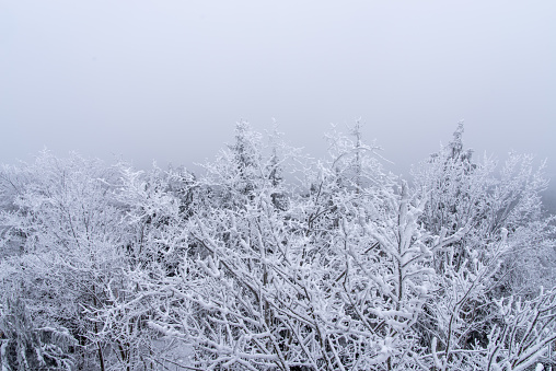 Snow-covered forest on a foggy day. High quality photo