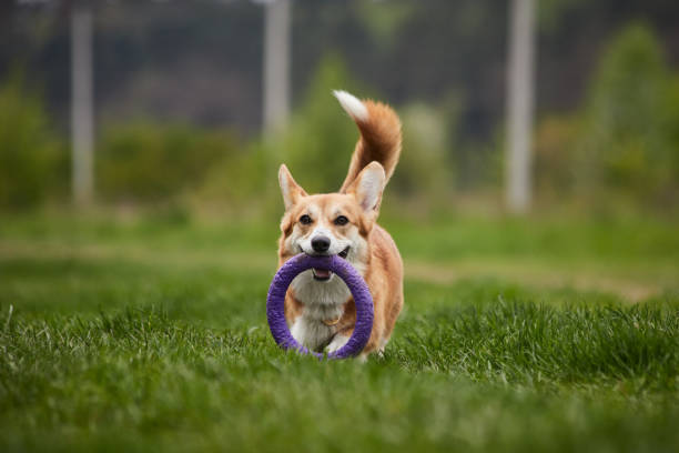 istock Happy Welsh Corgi Pembroke dog playing with puller in the spring park 1471650581
