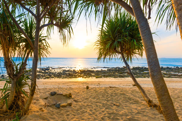istock Sunset sea and beach with coconut palm tree 1471650637