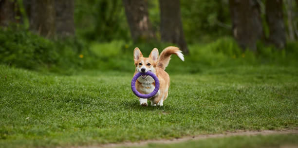 istock Happy Welsh Corgi Pembroke dog playing with puller in the spring park 1471650643