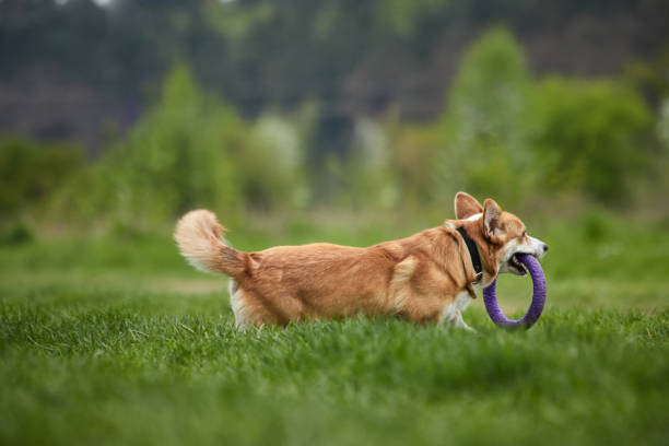 istock Happy Welsh Corgi Pembroke dog playing with puller in the spring park 1471650655