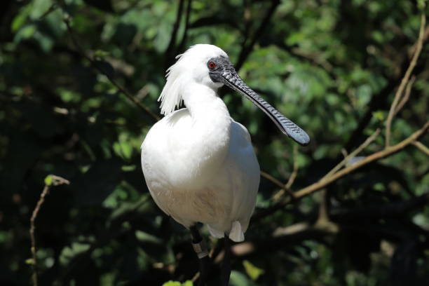 クロツラヘラサギ - black faced spoonbill ストックフォトと画像