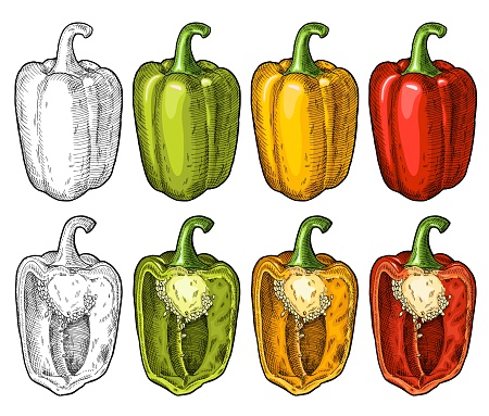 Whole and half red, green, yellow sweet bell peppers. Vintage vector engraving color and black illustration. Isolated on white background. Hand drawn design