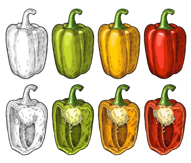 Vector illustration of Whole and half red, green, yellow sweet bell peppers. Vintage engraving