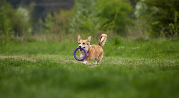 istock Happy Welsh Corgi Pembroke dog playing with puller in the spring park 1471650968