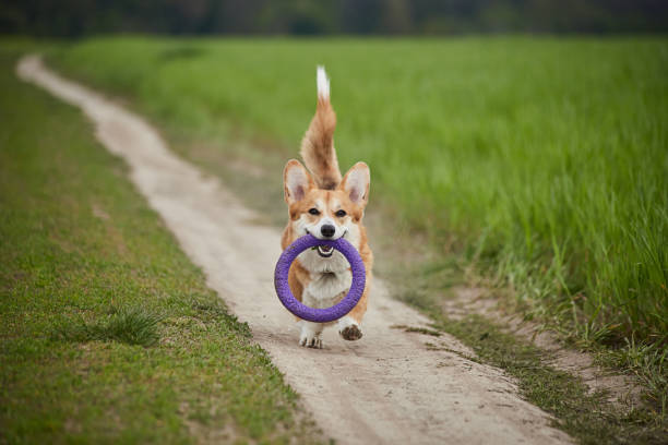 istock Happy Welsh Corgi Pembroke dog playing with puller in the spring field 1471651178