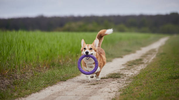 istock Happy Welsh Corgi Pembroke dog playing with puller in the spring field 1471651179