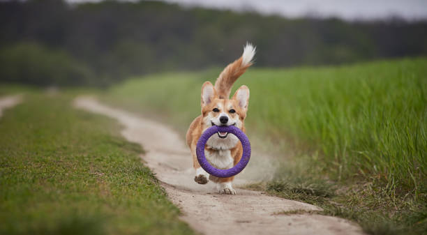 istock Happy Welsh Corgi Pembroke dog playing with puller in the spring field 1471651417