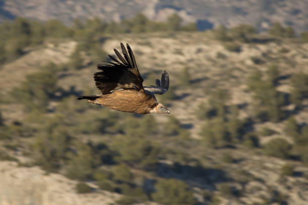 istock Side shot of Gyps fulvus 1471651848