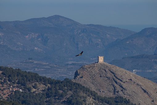 Landscape of the Comtat Valley with griffon vultures flying over the area