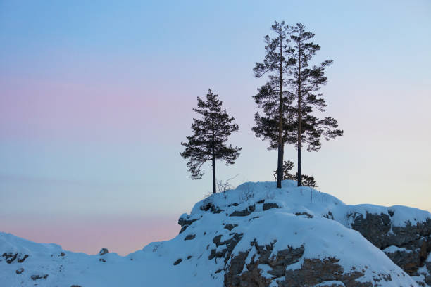 sosny na skale - cliff mountain winter snow zdjęcia i obrazy z banku zdjęć