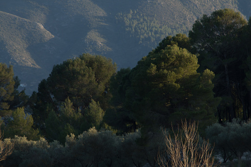 Pine trees with side lights and the Sierra de Almudaina in the background