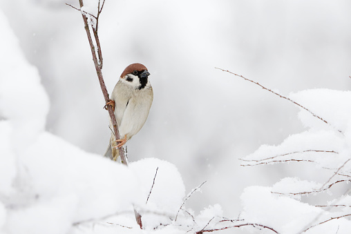 Eurasian tree sparrow (Passer montanus) sitting on a branch in snowy bush in winter.