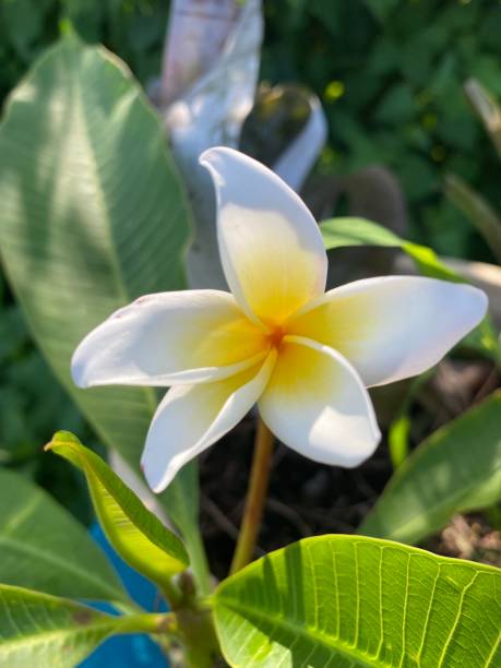 istock Plumeria in bloom summertime 1471653082