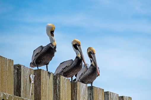 Three Brown Pelicans perched on a bridge piling, clouds and blue sky in background, copy space.