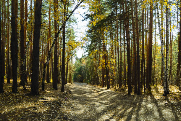 Autumn is the perfect time for photography