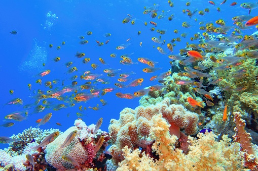Beautiful tropical coral reef with shoal of coral fish