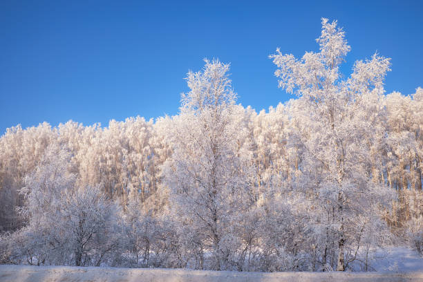 istock Frozen birch trees covered with hoarfrost and snow. 1471656808