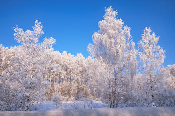 istock Frozen birch trees covered with hoarfrost and snow. 1471656816