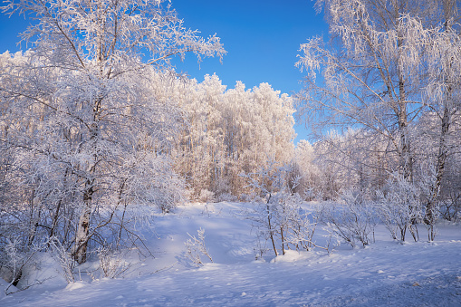 Siberian rural winter landscape. Frozen birch trees covered with hoarfrost and snow.