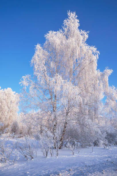 istock Frozen birch trees covered with hoarfrost and snow. 1471656845