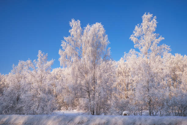 istock Frozen birch trees covered with hoarfrost and snow. 1471656900