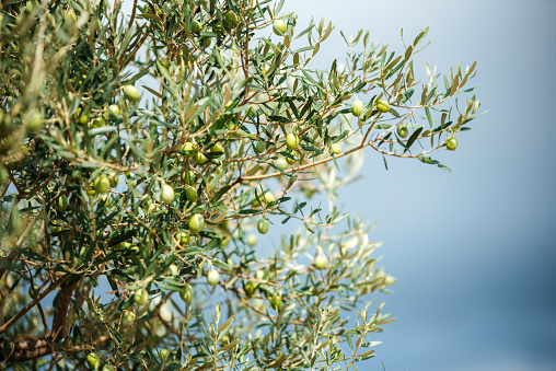 Agriculture concept - olive orchard.