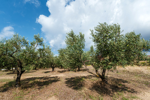 Olive orchard. Agriculture concept.